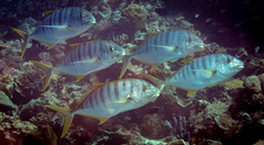 Gnathanodon speciosus