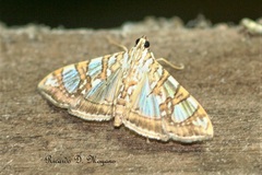 Glyphodes sibillalis