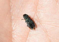 Castiarina ocelligera