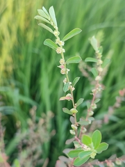 Phyllanthus maderaspatensis