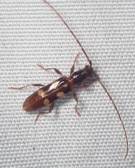 Heterachthes quadrimaculatus