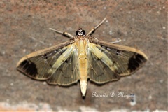 Eulepte