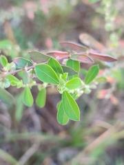 Phyllanthus maderaspatensis