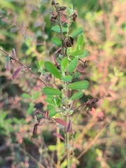 Phyllanthus maderaspatensis