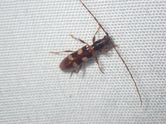 Heterachthes quadrimaculatus