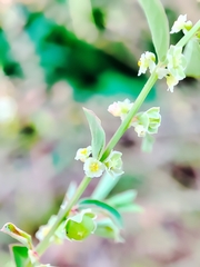 Phyllanthus maderaspatensis