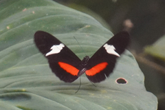 Heliconius clysonymus