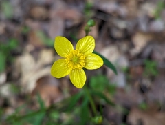 Ranunculus californicus