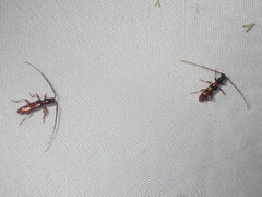 Heterachthes quadrimaculatus