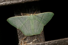 Pelagodes antiquadraria