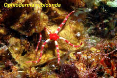 Ophioderma rubicunda