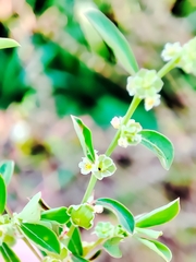 Phyllanthus maderaspatensis