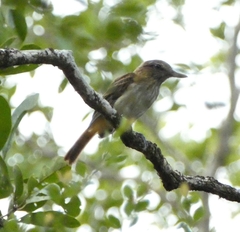 Attila spadiceus