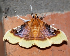 Eupastranaia lilacina