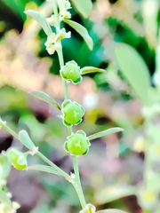Phyllanthus maderaspatensis