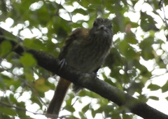 Attila spadiceus