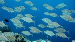 Flavocaranx bajad
