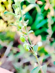 Phyllanthus maderaspatensis