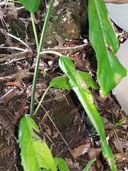 Clerodendrum cyrtophyllum