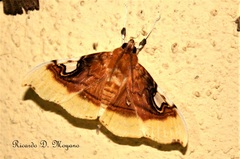 Eupastranaia lilacina