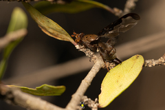 Diacrita costalis