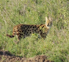 Leptailurus serval lipostictus