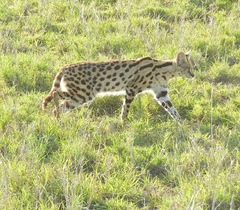 Leptailurus serval lipostictus