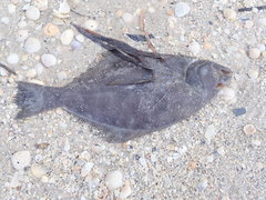 Paralichthys lethostigma