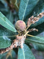 Dryocosmus juliae