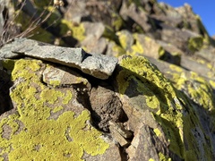 Acarosporaceae