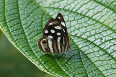 Dynamine gisella