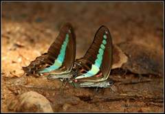 Graphium teredon