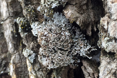 Physconia perisidiosa