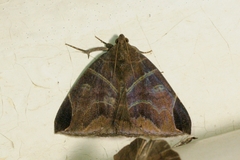 Pindara illibata