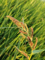 Echinochloa colona