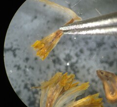 Heliopsis buphthalmoides