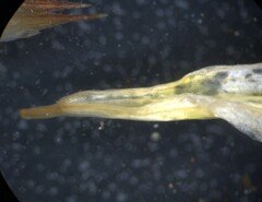 Heliopsis buphthalmoides