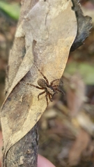 Pardosa lugubris