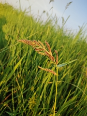 Echinochloa colona