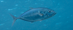 Craterognathus plagiotaenia