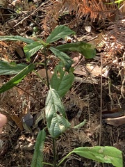 Clerodendrum cyrtophyllum