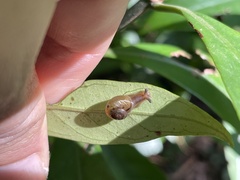 Plectotropis mackensii