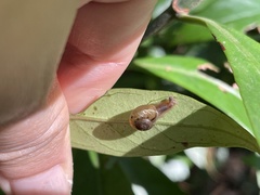 Plectotropis mackensii