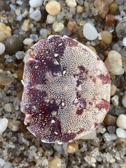 Hemigrapsus sanguineus