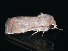 Proteuxoa porphyrescens