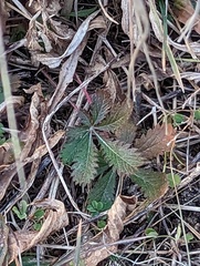 Potentilla canadensis