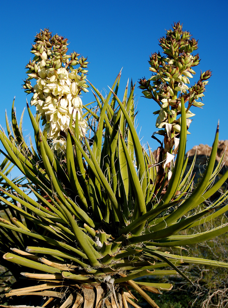Mojave Yucca (Yucca schidigera) · iNaturalist