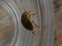 Tropisternus collaris