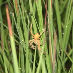 Neosparassus salacius