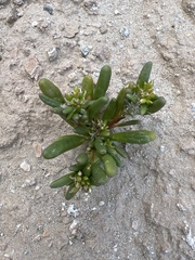 Cistanthe ambigua